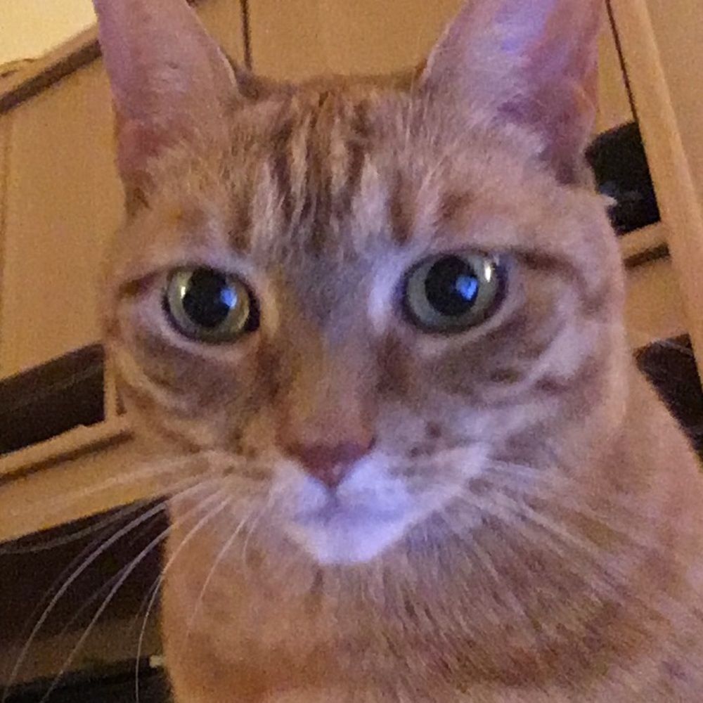 Meet your Posher, Tzu